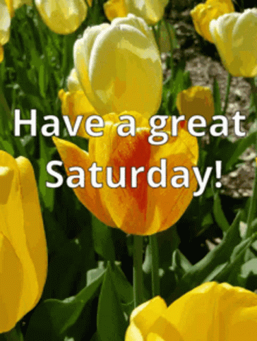 A Bunch Of Yellow Flowers With The Words " Have A Great Saturday " GIF