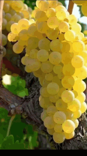 a bunch of yellow grapes are hanging from a tree