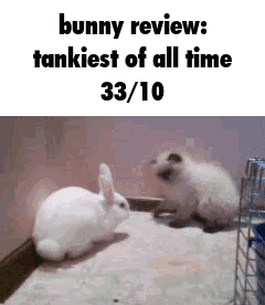 a bunny review : tankiest of all time 33/10 .
