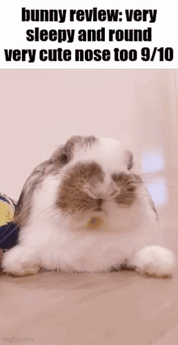 A Bunny Review : Very Sleepy And Round Very Cute Nose Too 9 10 GIF