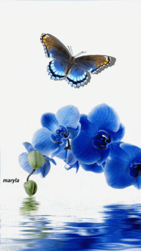 A Butterfly Is Flying Over A Bunch Of Blue Flowers By Maryla GIF