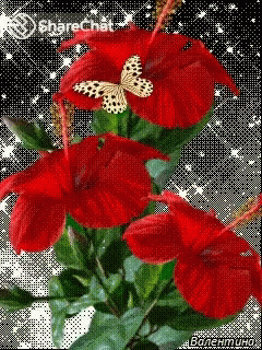 A Butterfly Is Flying Over A Bunch Of Red Flowers On A Sharechat Page GIF
