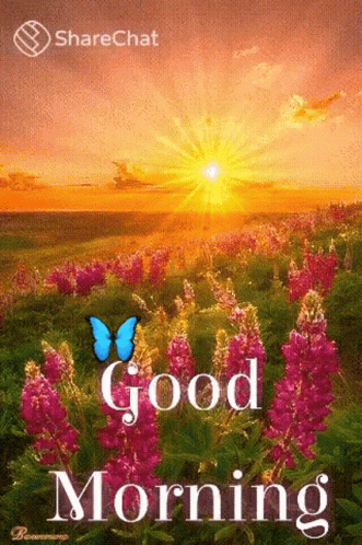 A Butterfly Is Flying Over A Field Of Purple Flowers With The Words `` Good Morning '' . GIF