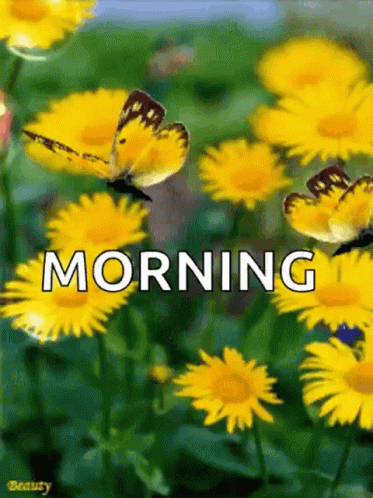 A Butterfly Is Flying Over A Field Of Yellow Daisies With The Words Morning Written Above It GIF