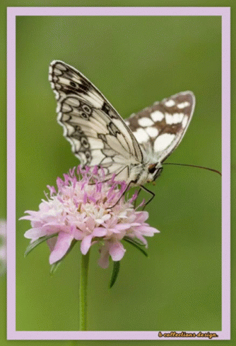 A Butterfly Is Perched On A Purple Flower With A Pink Border GIF
