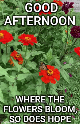 A Butterfly Is Perched On A Red Flower In A Garden With A Good Afternoon Message . GIF