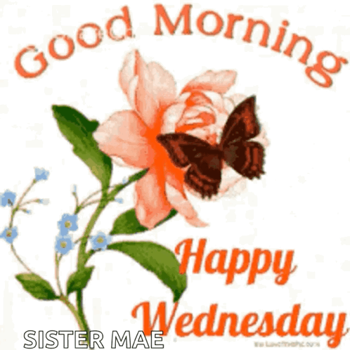 A Butterfly Is Sitting On A Flower With The Words `` Good Morning Happy Wednesday '' Written Below It . GIF