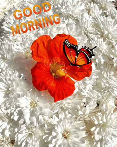 A Butterfly Is Sitting On A Flower With The Words Good Morning Written Above It GIF