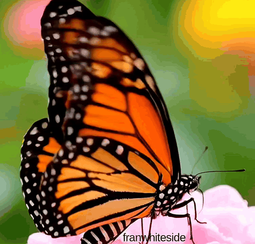 a butterfly is sitting on a pink flower and the words franwhiteside are below it