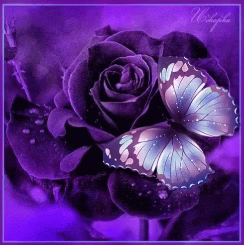 A Butterfly Is Sitting On A Purple Rose GIF