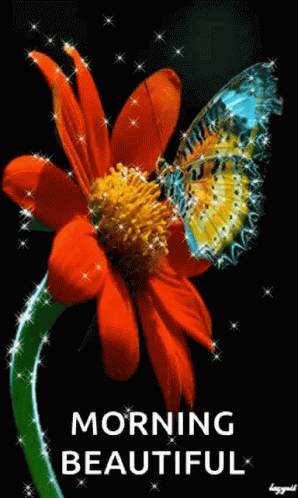 a butterfly is sitting on top of a red flower with the words morning beautiful below it .