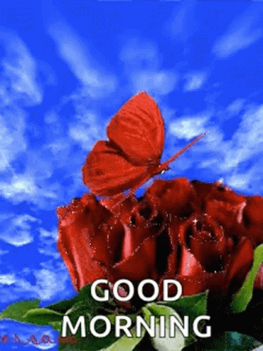 a butterfly is sitting on top of a red rose with the words good morning written below it .