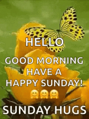 A Butterfly Is Sitting On Top Of A Yellow Flower And Says `` Hello Good Morning Have A Happy Sunday ! '' GIF