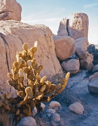 A Cactus Is Growing In The Middle Of A Rocky Desert GIF