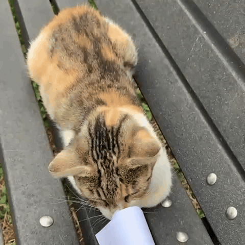 A Calico Cat Eating A Piece Of Paper On A Bench GIF