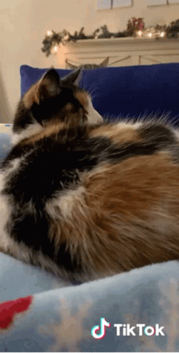 A Calico Cat Is Laying On A Bed With A Tiktok Logo On The Bottom GIF