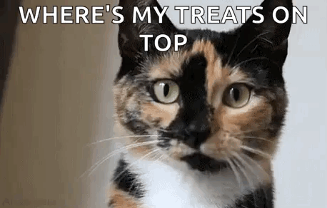 A Calico Cat Is Looking At The Camera With The Words `` Where 'S My Treats On Top '' . GIF