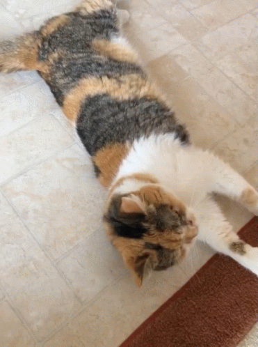 A Calico Cat Laying On Its Back On A Tile Floor GIF