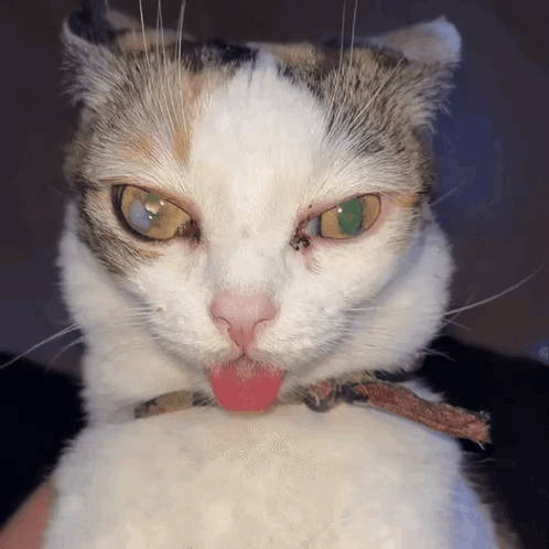 A Calico Cat Sticking Its Tongue Out While Wearing A Collar GIF