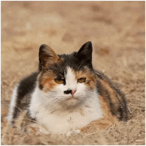 A Calico Cat With A Black Nose Is Laying Down On The Ground GIF