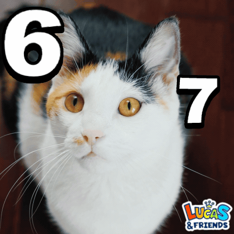 A Calico Cat With The Number 6 And 7 On It GIF