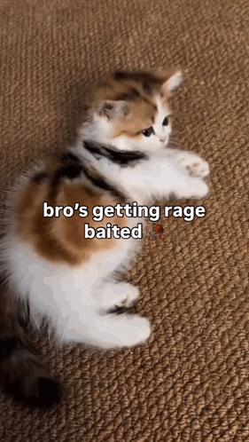 A Calico Kitten Is Laying On The Floor With A Caption That Says `` Bro 'S Getting Rage Baited '' GIF