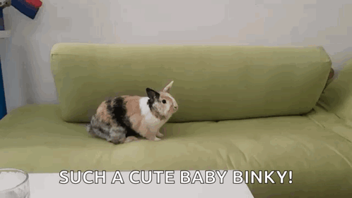 a calico rabbit is sitting on a green couch with the words such a cute baby binky