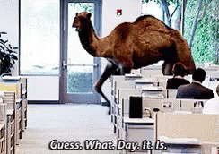 A Camel Is Jumping Over An Office Cubicle And Says " Guess What Day It Is " GIF