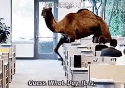 A Camel Is Walking Through An Office Cubicle And Says Guess What Day It Is . GIF