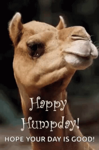 A Camel With The Words Happy Humpday Hope Your Day Is Good On It 'S Face . GIF