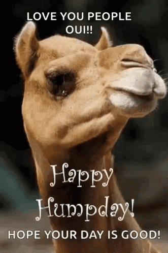 A Camel With The Words Happy Humpday Hope Your Day Is Good Written On It GIF