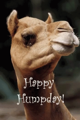 A Camel With The Words Happy Humpday Written Below It GIF