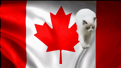 A Canadian Flag With A Maple Leaf On It GIF
