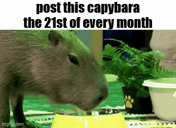 A Capybara Drinking Water From A Yellow Bowl On A Table . GIF
