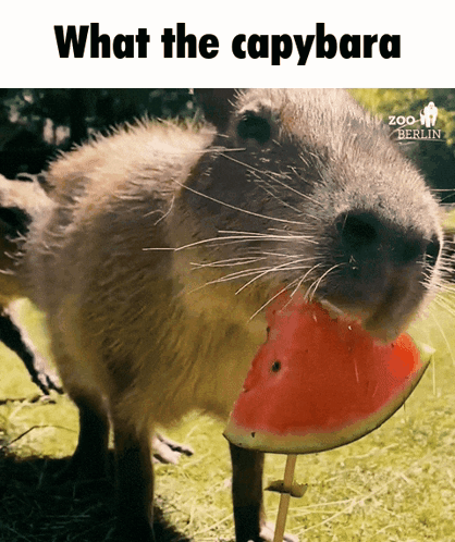 A Capybara Is Eating A Slice Of Watermelon With The Caption What The Capybara GIF