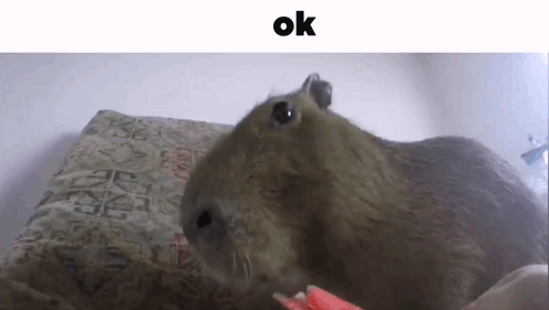 A Capybara Is Laying On A Bed And Looking At The Camera With The Words Ok Above It . GIF