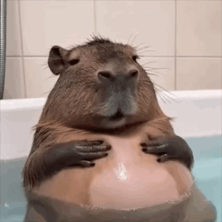 Capybara Sitting In Bathtub Holding Stomach GIF