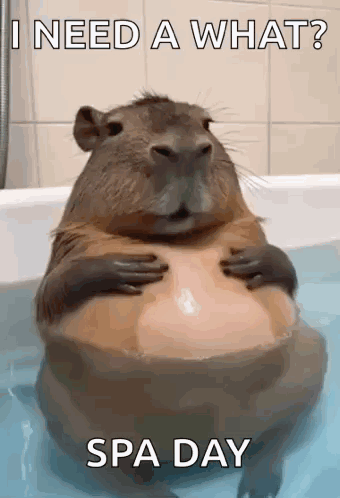 A Capybara Is Sitting In A Bathtub Holding Its Belly And Says I Need A What Spa Day . GIF