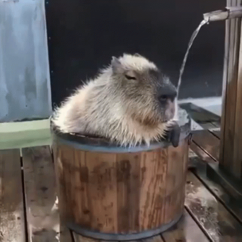 A Capybara Is Sitting In A Wooden Bucket With Water Coming Out Of It 'S Nose GIF