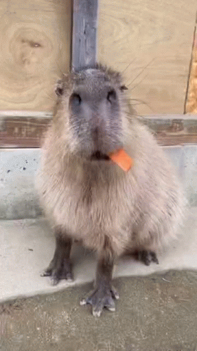 A Capybara Is Standing On A Sidewalk With A Piece Of Paper In Its Mouth . GIF