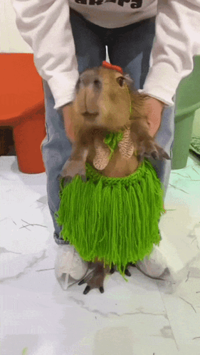 A Capybara Wearing A Green Hawaiian Skirt Is Being Held By Someone GIF