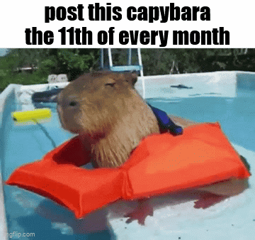 A Capybara Wearing A Life Jacket Is In A Pool . GIF