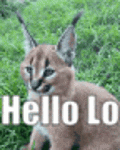 A Caracal Is Sitting In The Grass With The Words `` Hello Lo '' Written On It . GIF