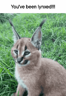 A Caracal Kitten Is Sitting In The Grass With A Caption That Says `` You 'Ve Been Lynxed '' . GIF
