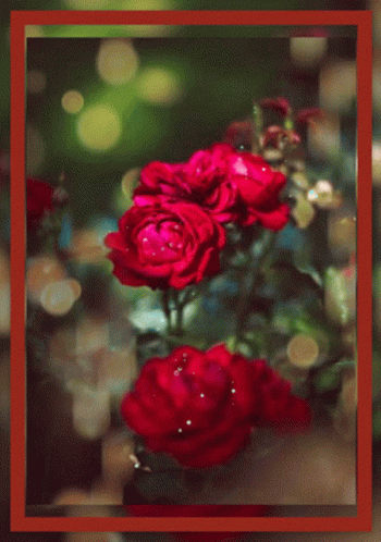 A Card That Says Have An Amazing Wednesday With Red Roses GIF
