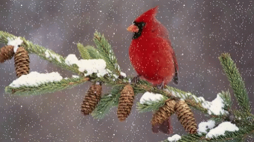 a cardinal perched on a snowy branch with pine cones