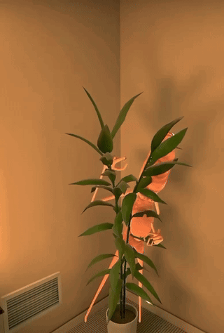 A Cartoon Ant Is Standing Next To A Potted Plant That Says I 'M Sensitive On The Bottom GIF