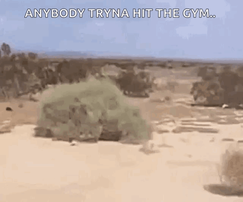 A Cartoon Of A Desert With The Words `` Anybody Tryna Hit The Gym '' Written On It . GIF