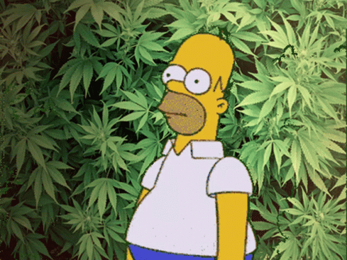 A Cartoon Of Homer Simpson Standing In Front Of Marijuana Leaves GIF