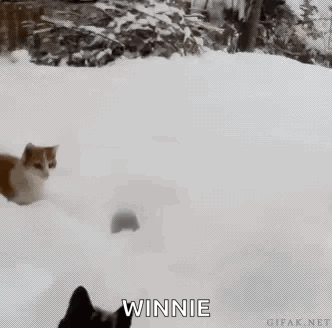 A Cat And A Dog Are Playing In The Snow And The Cat Says Winnie GIF